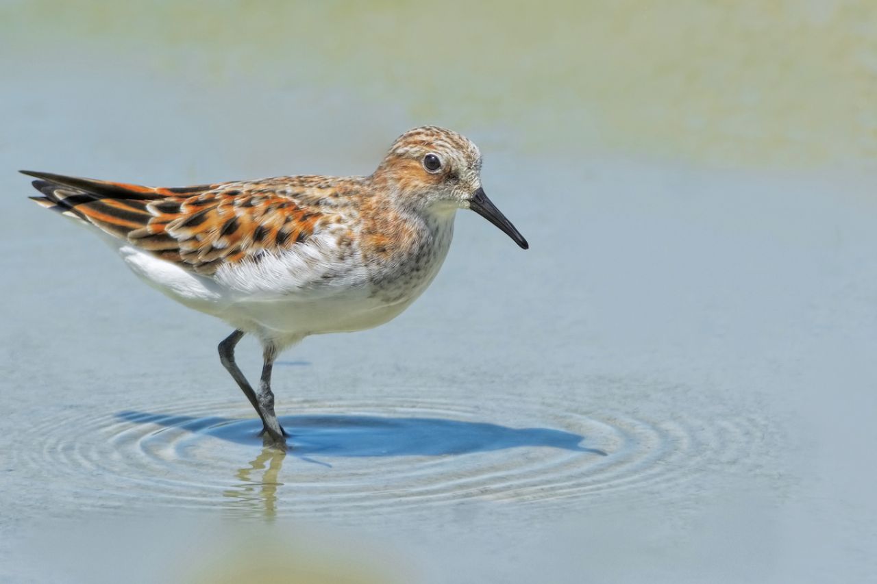 Gambecchio (Calidris minuta)